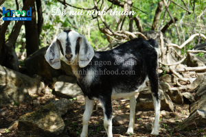 dê núi ninh thuận