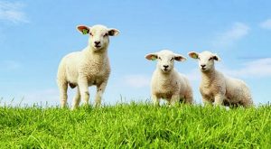 Nguồn cung cấp thịt dê chất lượng