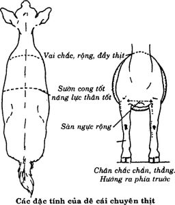 trang trại nuôi dê thịt
