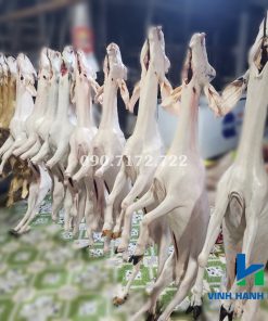 Dê đực tơ nguyên đầu giò
