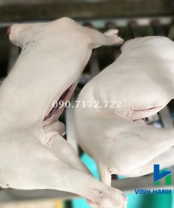 Dê lẩu nguyên con