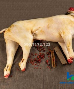 Dê cái tơ móc hàm bỏ chân đầu