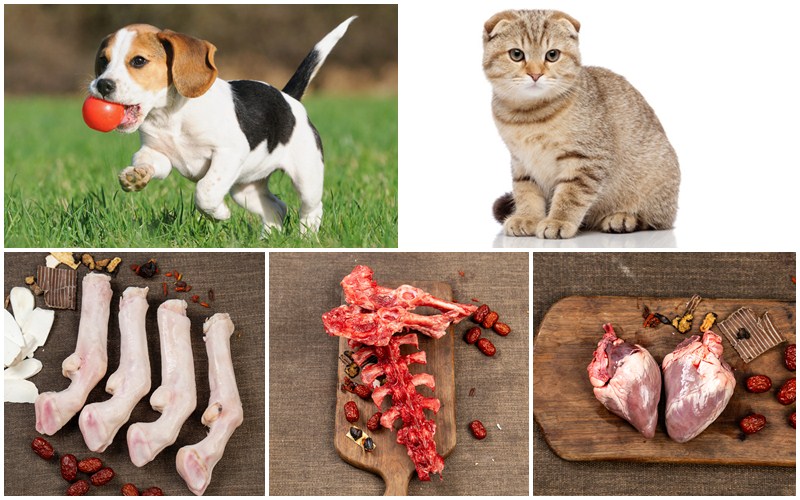 Cung cấp thịt dê làm thức ăn cho thú cưng