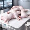 Cừu đực tơ móc hàm dưới 20kg