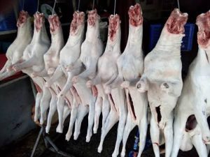 Dê cái tơ nguyên đầu giò