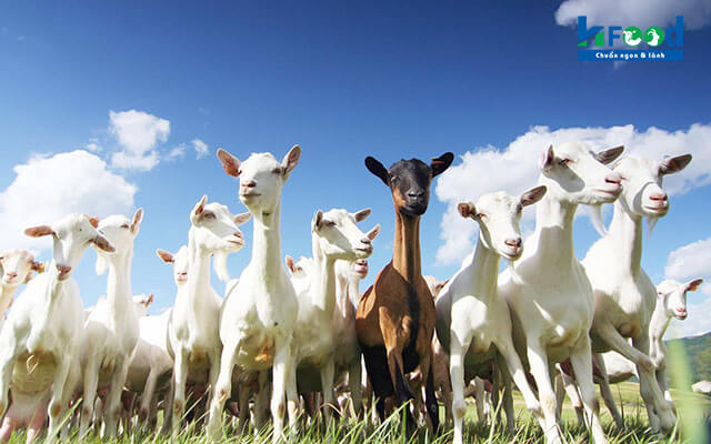 chỗ bán lòng dê tươi