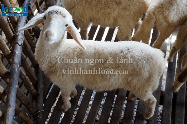 Trang trại cừu Việt Nam