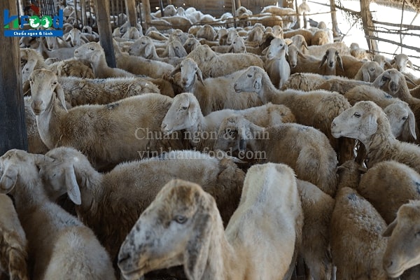 Trang trại cừu Việt Nam