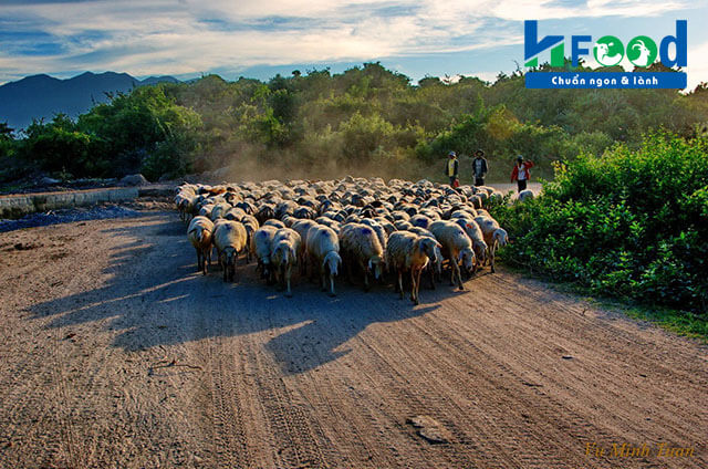 Trang trại cừu Việt Nam