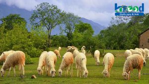 Trang trại cừu Việt Nam