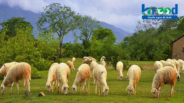 Trang trại cừu Việt Nam